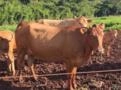 VACAS CARACU Imagem VACAS CARACU