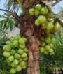 Exportação de Coco Anão Verde, Coco Seco e mudas Coco na Castanha Imagem Exportação de Coco Anão Verde, Coco Seco e mudas Coco na Castanha