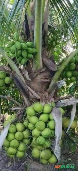 Exportação de Coco Anão Verde, Coco Seco e mudas Coco na Castanha Imagem Exportação de Coco Anão Verde, Coco Seco e mudas Coco na Castanha