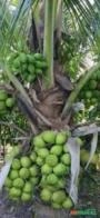 Exportação de Coco Anão Verde, Coco Seco e mudas Coco na Castanha Imagem Exportação de Coco Anão Verde, Coco Seco e mudas Coco na Castanha