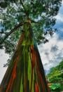 Mudas de Eucalipto Arco-íris Imagem Mudas de Eucalipto Arco-íris