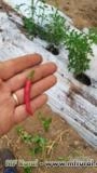 PIMENTA DEDO DE MOCA,MALAGUETA CULTIVADA EM ESTUFA Imagem PIMENTA DEDO DE MOCA,MALAGUETA CULTIVADA EM ESTUFA