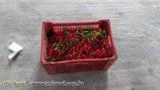 PIMENTA DEDO DE MOCA,MALAGUETA CULTIVADA EM ESTUFA Imagem PIMENTA DEDO DE MOCA,MALAGUETA CULTIVADA EM ESTUFA