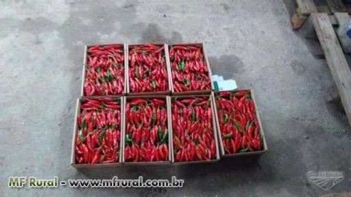 PIMENTA DEDO DE MOCA,MALAGUETA CULTIVADA EM ESTUFA Imagem PIMENTA DEDO DE MOCA,MALAGUETA CULTIVADA EM ESTUFA