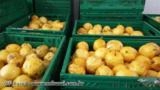 Polpa de maracuja congelada Imagem Polpa de maracuja congelada