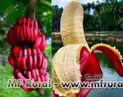 Muda de banana roxa (banana São Tomé) Imagem Muda de banana roxa (banana São Tomé)