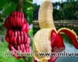 Muda de banana roxa (banana São Tomé) Imagem Muda de banana roxa (banana São Tomé)