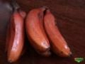 Muda de banana roxa (banana São Tomé) Imagem Muda de banana roxa (banana São Tomé)