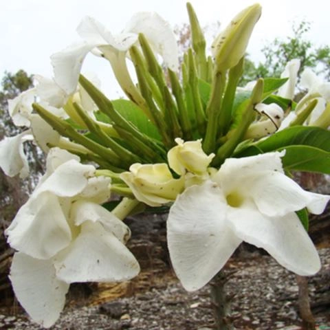 Pachypodium sofiense - Planta Imagem Pachypodium sofiense - Planta