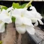 Pachypodium sofiense - Planta Imagem Pachypodium sofiense - Planta