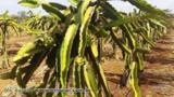 Pitaya de polpa vermelha Imagem Pitaya de polpa vermelha