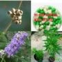 Vitex-Agnus Castus Imagem Vitex-Agnus Castus