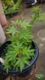 Vitex-Agnus Castus Imagem Vitex-Agnus Castus
