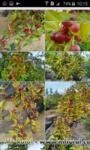 Camu camu frutas Imagem Camu camu frutas