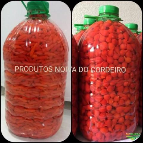 Pimenta biquinho Imagem Pimenta biquinho