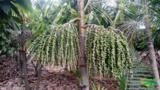 Mudas de açai anao precoce embrapa Imagem Mudas de açai anao precoce embrapa