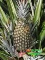 Abacaxi Perola Imagem Abacaxi Perola