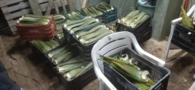 Mudas de Aloe Vera Barbadensis Miller Orgânica (Babosa) Imagem Mudas de Aloe Vera Barbadensis Miller Orgânica (Babosa)