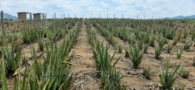 Mudas de Aloe Vera Barbadensis Miller Orgânica (Babosa) Imagem Mudas de Aloe Vera Barbadensis Miller Orgânica (Babosa)