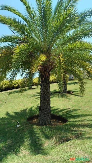 Palmeira Tamareira Adultas Imagem Palmeira Tamareira Adultas
