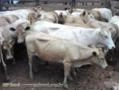 Vendo plantel Caracu - Touros, novilhas e vacas caracu PO Imagem Vendo plantel Caracu - Touros, novilhas e vacas caracu PO