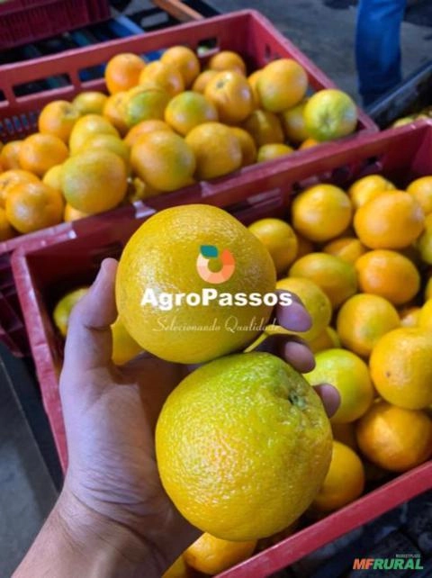 Laranja Imagem Laranja