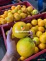 Laranja Imagem Laranja