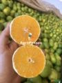 Laranja Imagem Laranja