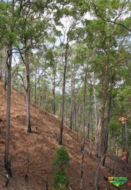 Vendo aproximadamente 10 mil árvores de eucalipto urophylla Imagem Vendo aproximadamente 10 mil árvores de eucalipto urophylla