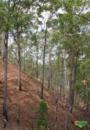 Vendo aproximadamente 10 mil árvores de eucalipto urophylla Imagem Vendo aproximadamente 10 mil árvores de eucalipto urophylla