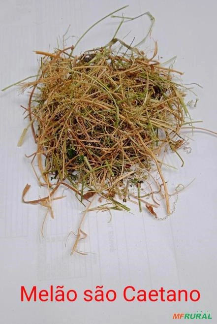 MELÃO DE SÃO CAETANO Imagem MELÃO DE SÃO CAETANO