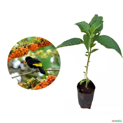 Muda de Fruta Sabiá Altura de 0,40 cm a 0,80 cm Imagem Muda de Fruta Sabiá Altura de 0,40 cm a 0,80 cm