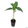 Muda de Fruta Sabiá Altura de 0,40 cm a 0,80 cm Imagem Muda de Fruta Sabiá Altura de 0,40 cm a 0,80 cm