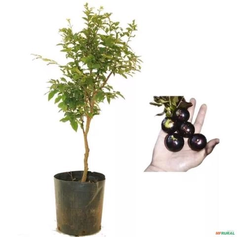 Muda de Jabuticaba Olho de Boi Produzindo Altura 1,5 m a 1,8 m Imagem Muda de Jabuticaba Olho de Boi Produzindo Altura 1,5 m a 1,8 m