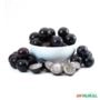 Muda de Jabuticaba Olho de Boi Produzindo Altura 1,5 m a 1,8 m Imagem Muda de Jabuticaba Olho de Boi Produzindo Altura 1,5 m a 1,8 m