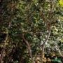 Muda de Jabuticaba Olho de Boi Produzindo Altura 1,5 m a 1,8 m Imagem Muda de Jabuticaba Olho de Boi Produzindo Altura 1,5 m a 1,8 m