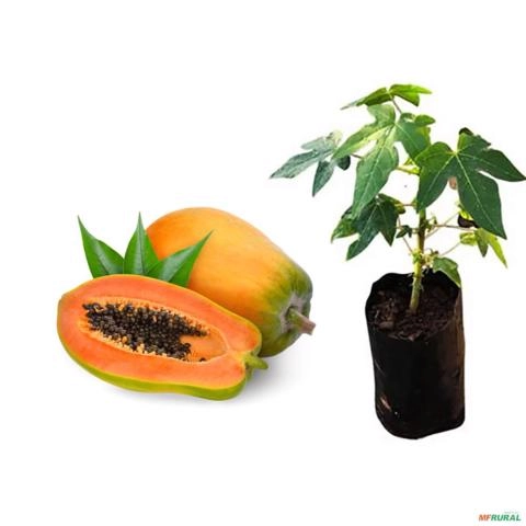 Muda de Mamão Formosa Pronta Para Plantio 10cm a 40cm Imagem Muda de Mamão Formosa Pronta Para Plantio 10cm a 40cm