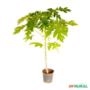 Muda de Mamão Formosa Pronta Para Plantio 10cm a 40cm Imagem Muda de Mamão Formosa Pronta Para Plantio 10cm a 40cm