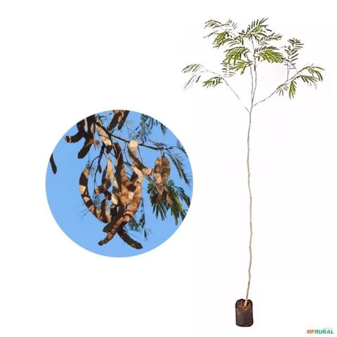 Muda de Angico do Cerrado Pronta Para Plantio 10 cm a 40 cm Imagem Muda de Angico do Cerrado Pronta Para Plantio 10 cm a 40 cm