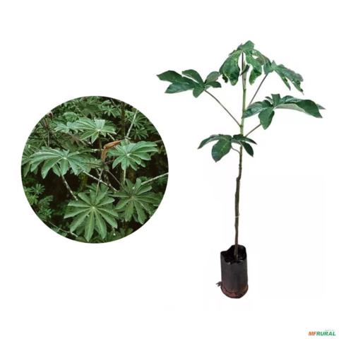 Muda de Embaúba Branca (Cecropia pachystachya) pronta para plantio 10cm a 40cm Imagem Muda de Embaúba Branca (Cecropia pachystachya) pronta para plantio 10cm a 40cm
