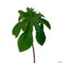 Muda de Embaúba Branca (Cecropia pachystachya) pronta para plantio 10cm a 40cm Imagem Muda de Embaúba Branca (Cecropia pachystachya) pronta para plantio 10cm a 40cm