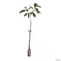 Muda de Pau Viola Pronta Para Plantio 10 cm a 40 cm Imagem Muda de Pau Viola Pronta Para Plantio 10 cm a 40 cm