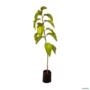 Muda de Saguaraji Altura de 0,40 cm a 0,80 cm Imagem Muda de Saguaraji Altura de 0,40 cm a 0,80 cm