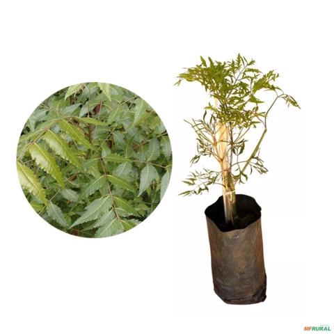 Muda de Árvore da Felicidade Altura 0,40 cm a 0,80 cm Imagem Muda de Árvore da Felicidade Altura 0,40 cm a 0,80 cm
