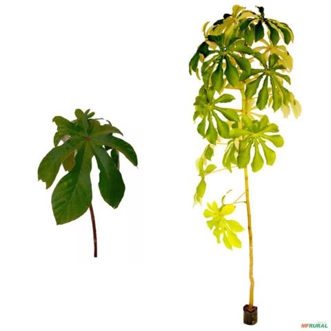 Muda de Banana de Macaco Altura 0,40 cm a 0,80 cm Imagem Muda de Banana de Macaco Altura 0,40 cm a 0,80 cm