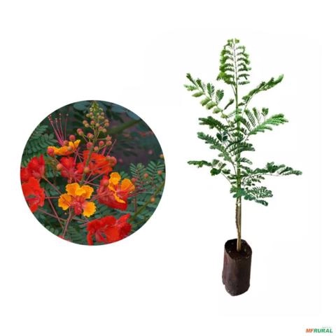 Muda de Flamboyant Mirim Altura 0,40 cm a 0,80 cm Imagem Muda de Flamboyant Mirim Altura 0,40 cm a 0,80 cm
