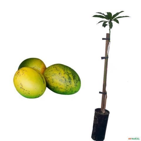 Muda de Manga Uba Produzindo Altura de 1,0 m a 1,5 m Imagem Muda de Manga Uba Produzindo Altura de 1,0 m a 1,5 m