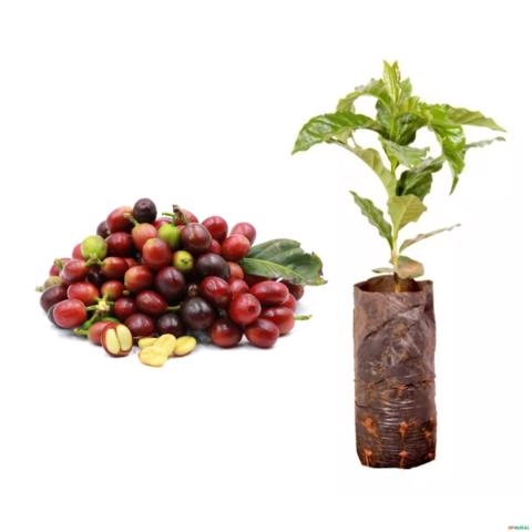 Kit 10 Mudas de Cafe Arabica 20 a 40cm AMK - Prontas para o plantio em quintais ou vasos Imagem Kit 10 Mudas de Cafe Arabica 20 a 40cm AMK - Prontas para o plantio em quintais ou vasos