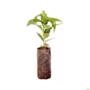 Kit 10 Mudas de Cafe Arabica 20 a 40cm AMK - Prontas para o plantio em quintais ou vasos Imagem Kit 10 Mudas de Cafe Arabica 20 a 40cm AMK - Prontas para o plantio em quintais ou vasos