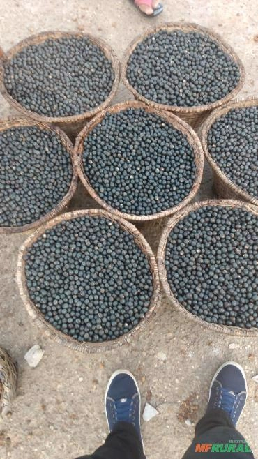 Fruto de açaí Imagem Fruto de açaí